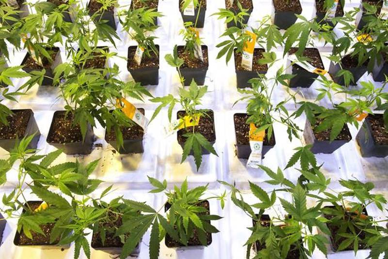 Green Organic Dutchman Holdings Ltd (OTCMKTS:TGODF) Selloff Presents A Buy Opportunity
