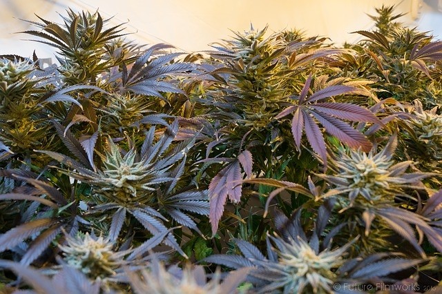 Khiron Life Sciences Corp (OTCMKTS:KHRNF) Is A Buy On Solid Fundamentals