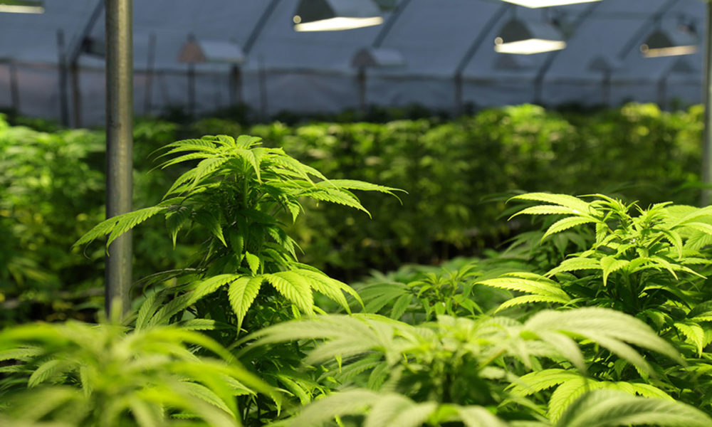General Cannabis Corp (OTCMKTS:CANN) A Buy On Robust Revenue Growth