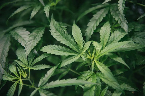 Cannex Capital Holdings Inc (CNSX:CNNX) Turns Bullish On Gotham Green Partners $32 Million Capital Investment