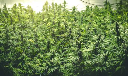 How To Play Marijuana Company Of America Inc (OTCMKTS:MCOA) After 80% Slump