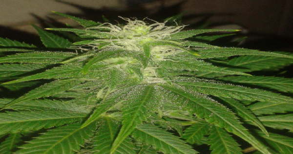 Why Generex Biotechnology Corporation (OTCMKTS:GNBT) Is Up 700%