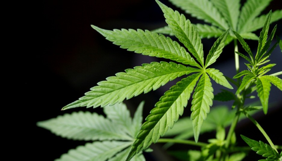 Cannabis Science Inc (OTCMKTS:CBIS) Showing Signs Of Bottoming Out On Easing Short Selling Pressure