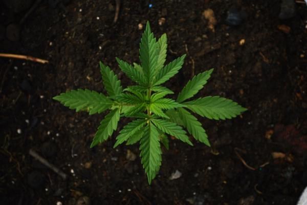 Terra Tech Corp (OTCMKTS:TRTC) Turns Bearish Amidst Stock Manipulation and Theft Allegations