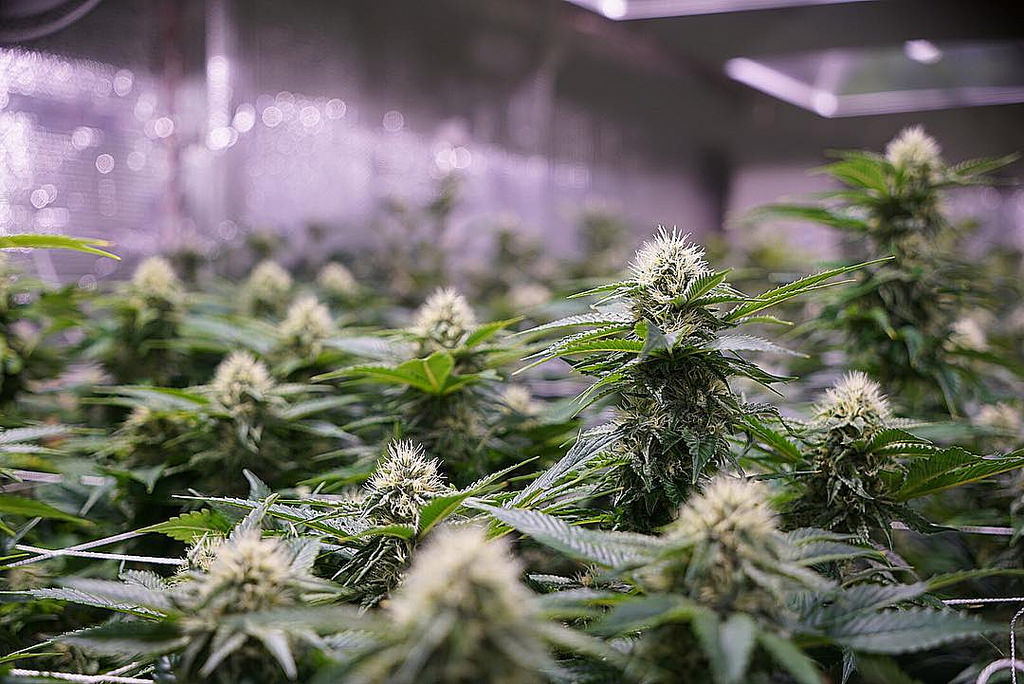 North American Cannabis Holdings Inc (OTCMKTS:USMJ): Spin-Offs And e-Commerce To Drive Growth