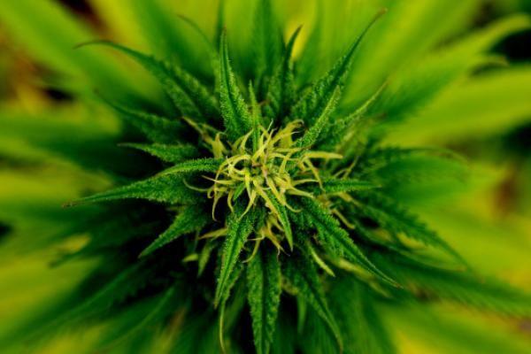 Harvest Health & Recreation Inc (OTCMKTS:HTHHF) Vision To Become a Global Cannabis Powerhouse