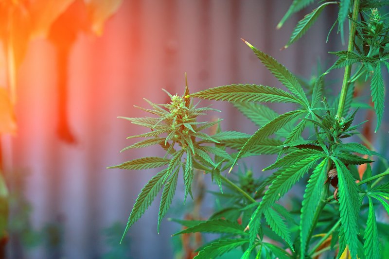 Hemp Naturals Inc (OTCMKTS:HPMM) Is A Big Winner