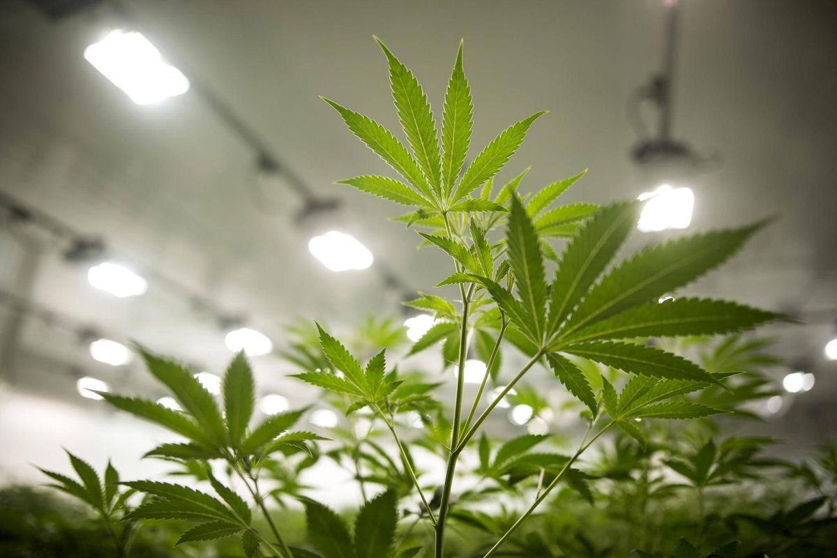 The Greater Cannabis Company, Inc. (OTCMKTS:GCAN) An Exciting Pick After Steep Pullback
