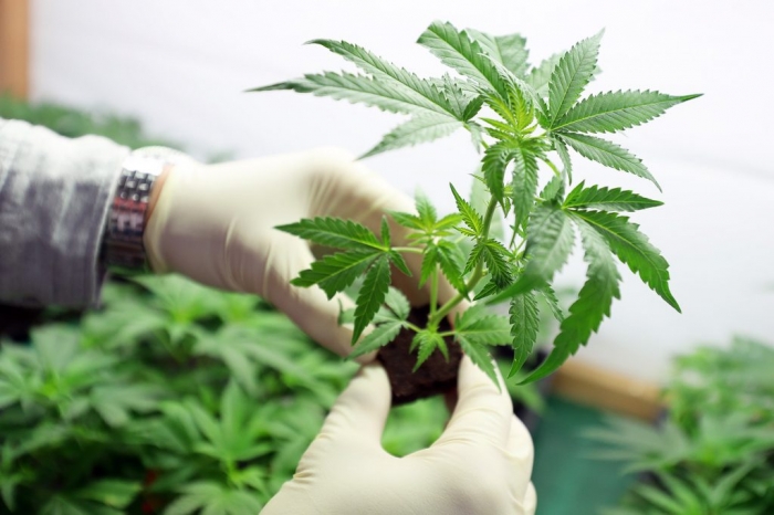 Harvest One Cannabis Inc (OTCMKTS:HRVOF) A Turnaround Play With Huge Upside Potential