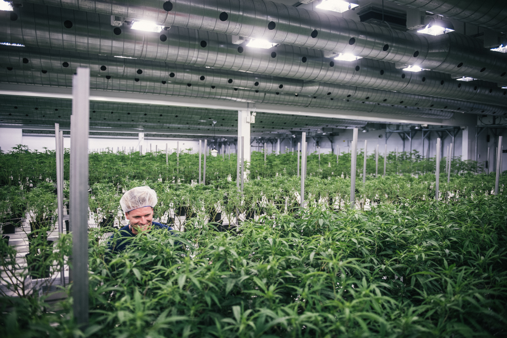 Why Canopy Growth Corp (NYSE:CGC) Remains A Buy