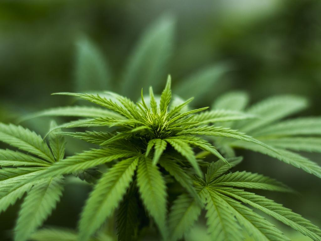 MassRoots Inc (OTCMKTS:MSRT) Bounce Back In Play On Improving Fundamentals