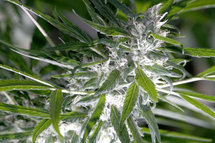 Medicine Man Technologies Inc (OTCMKTS:MDCL) Bullish After MedPharm Acquisition