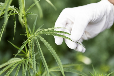 GB Sciences Inc (OTCMKTS:GBLX) Bulls Regaining Control