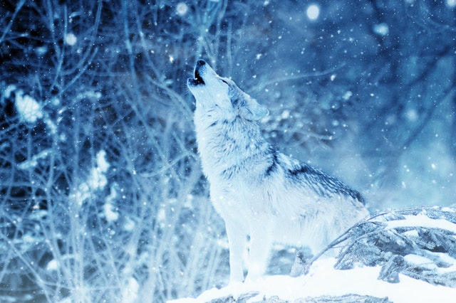 Nocopi Technologies Inc (OTCMKTS:NNUP) Gets Pumped By The Wolf