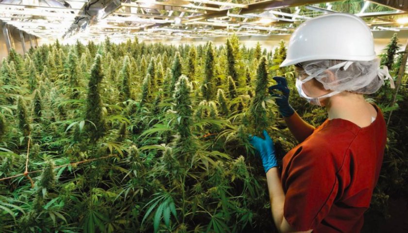 Tilray Inc (NASDAQ:TLRY): Buy The Dips