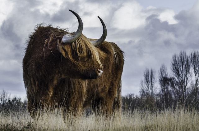 OrganiGram Holdings Inc (OTCMKTS:OGRMF) Turns Bullish