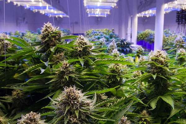 Blue Diamond Ventures Inc (OTCMKTS:BLDV) Surges On Acquisition News