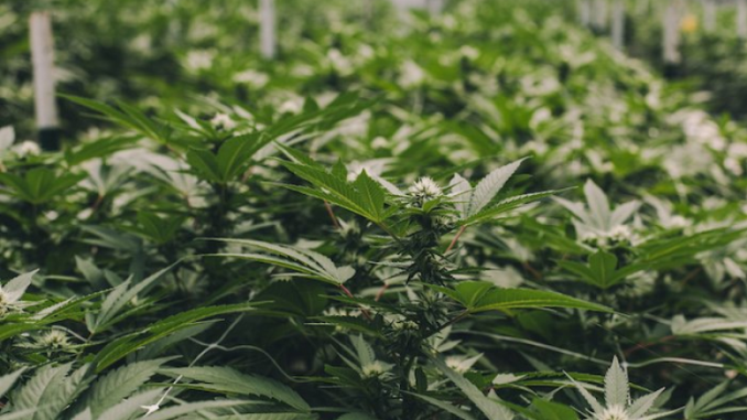 Mym Nutraceuticals Inc (CNSX:MYM) Rebounding On $25 Million Deal