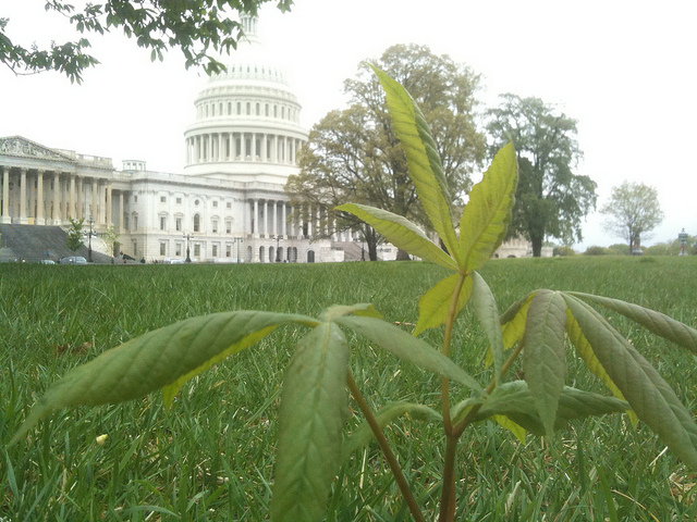 Medical Marijuana Inc (OTCMKTS:MJNA) Upward Momentum Gathers Pace