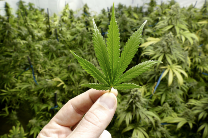 Radient Technologies Inc (OTCMKTS:RDDTF) A Buy On Cannabis Extraction Process Breakthrough