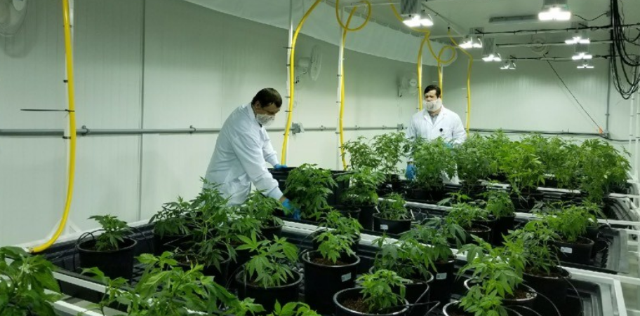 Village Farms International Inc (OTCMKTS:VFFIF) A Breakout Play