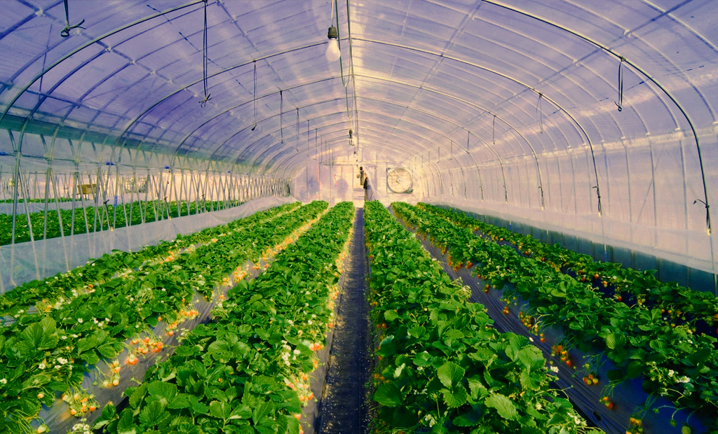 Sugarmade Inc (OTCMKTS:SGMD) Acquisition Drive Triggers Bounce