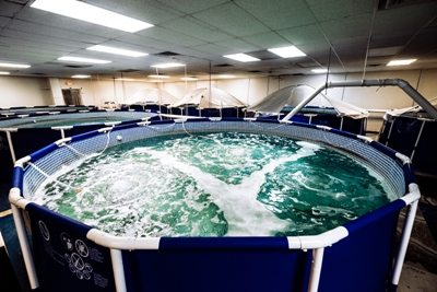 NaturalShrimp Inc (OTCMKTS:SHMP) Exploding On Shrimp Growing Technology Breakthrough
