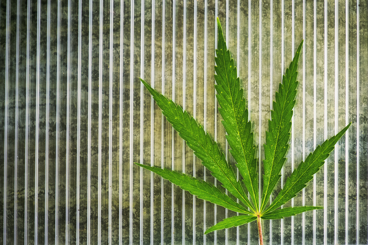 Charlotte's Web Holdings Inc (OTCMKTS:CWBHF) Is A Buy On Dips
