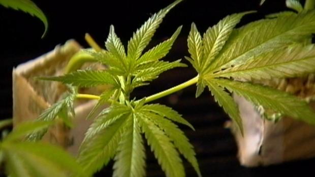 VIVO Cannabis Inc (OTCMKTS:VVCIF) A Break Out Play Above $1