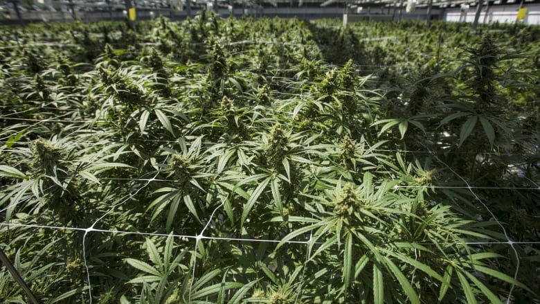 Weekend Unlimited Inc (OTCMKTS:WKULF): A Fundamentally Attractive Investment