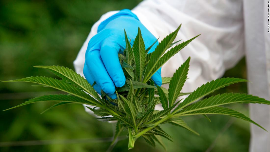 Canada House Wellness Group Inc. (OTCMKTS:SARSF) Surging On Bullish 2019 Outlook