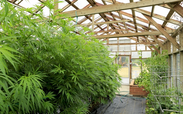 Green Growth Brands Inc (OTCMKTS:GGBXF) A Buy Even On Aphria Inc (NYSE:APHA) Setback