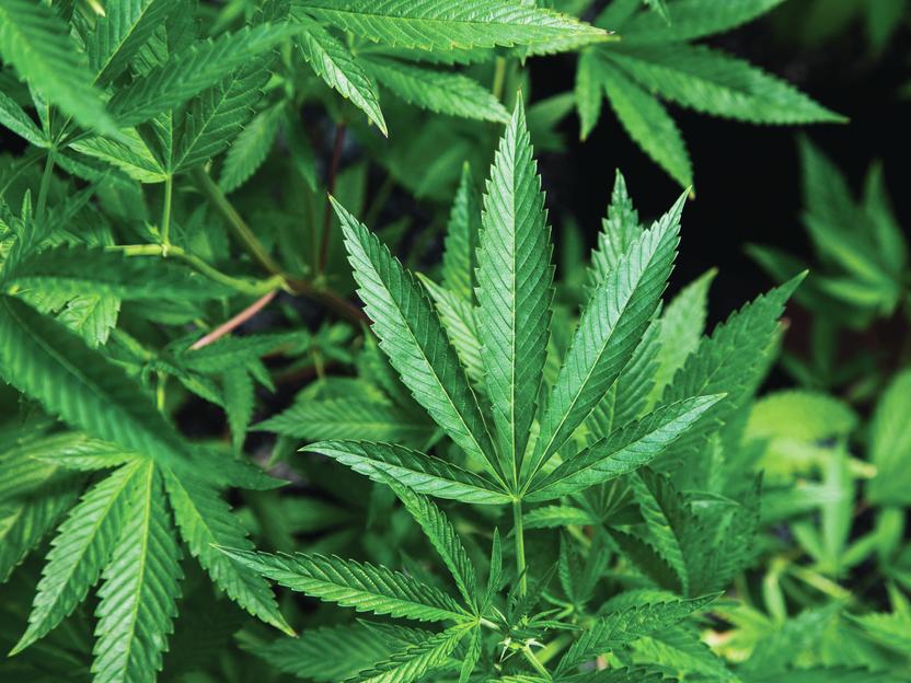 Chemesis International Inc (OTCMKTS:CADMF) New Technology Allows for Extraction of 100% Natural Cannabinoid