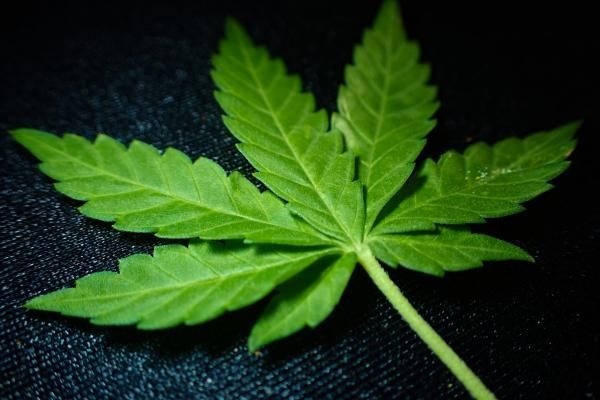 MediPharm Labs Corp (OTCMKTS:MLCPF): A Buy On Soaring Cannabis Deals