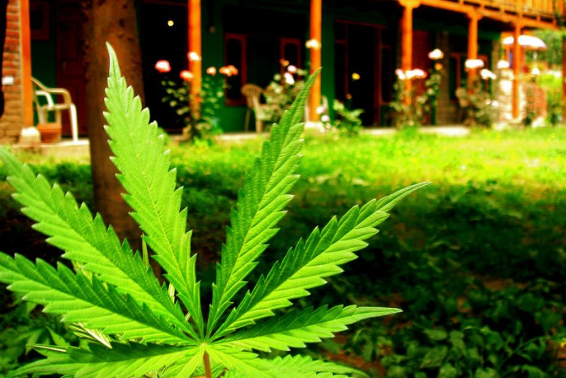 Green Organic Dutchman Holdings Ltd (OTCMKTS:TGODF) Now Among the Top Five Canadian Producers