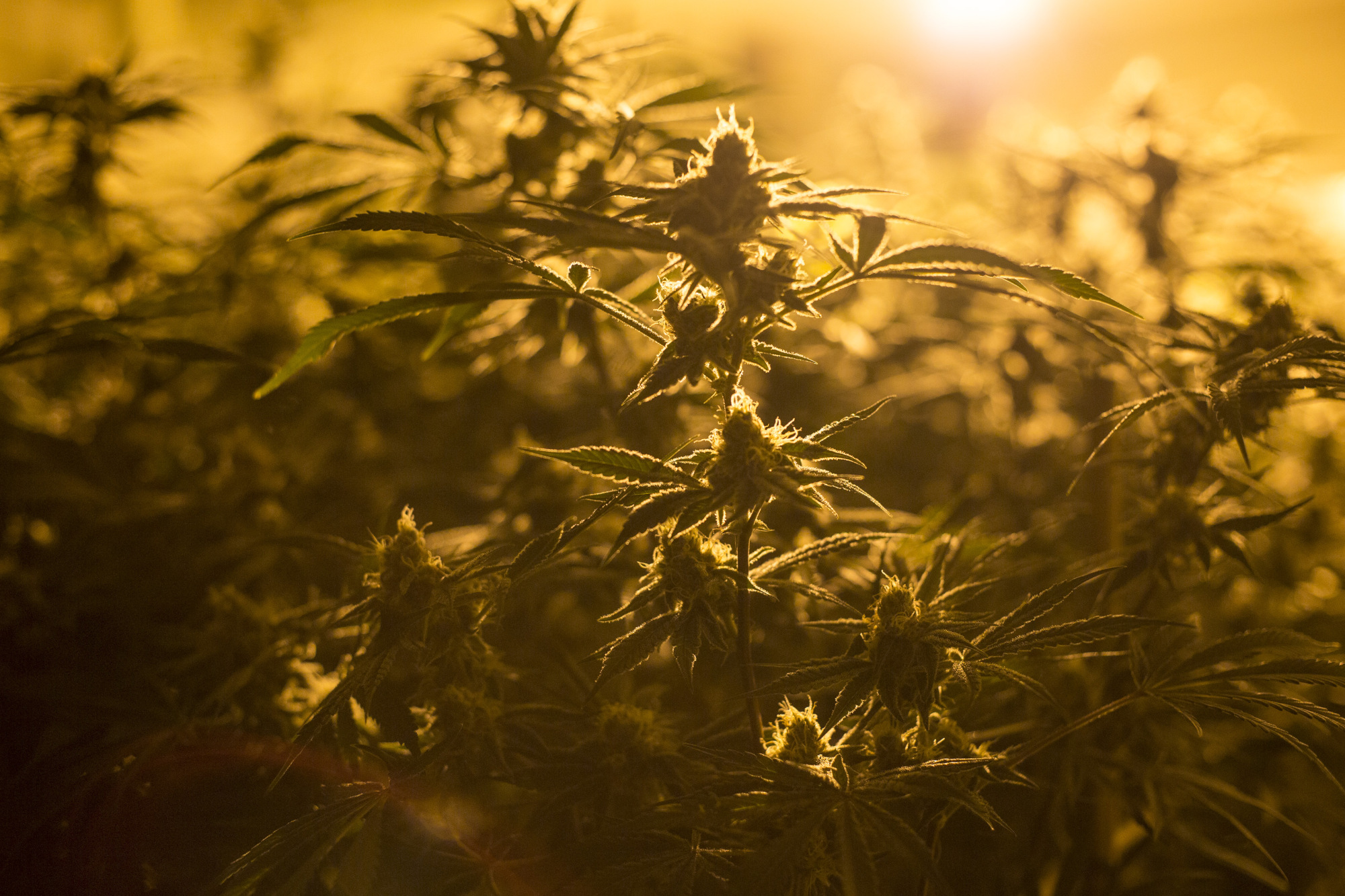 TILT Holdings Inc (OTCMKTS:SVVTF) Acquisitions Strengthen Growth Prospects