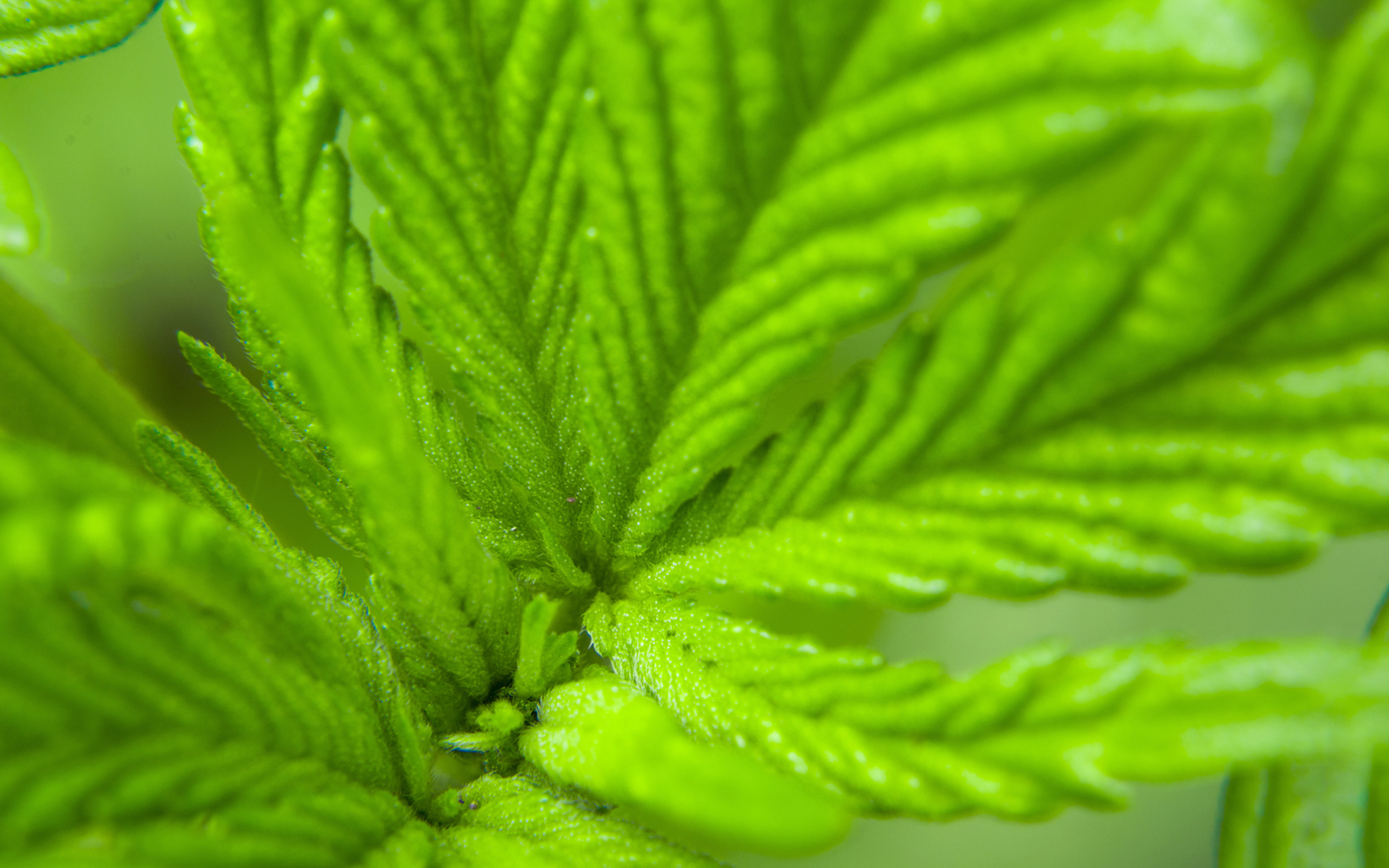 Green Cures &amp; Botanical Distribution Inc (OTCMKTS:GRCU) Brings Cannabis to the $29 Billion Pet Market
