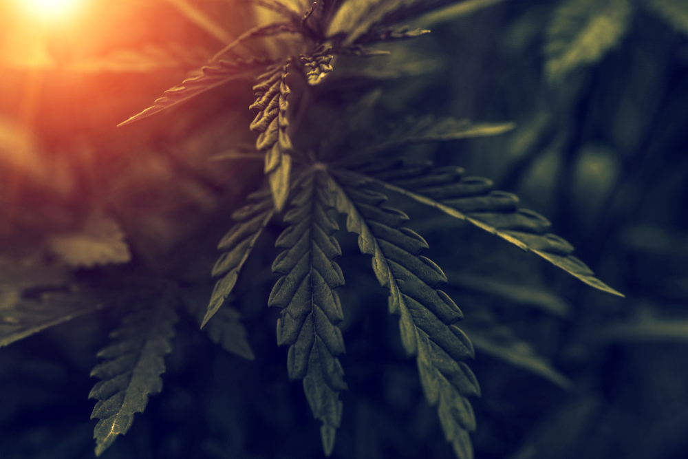 For The Earth Corp (OTCMKTS:FTEG) A Potential Breakout Play on CBD Business Transition