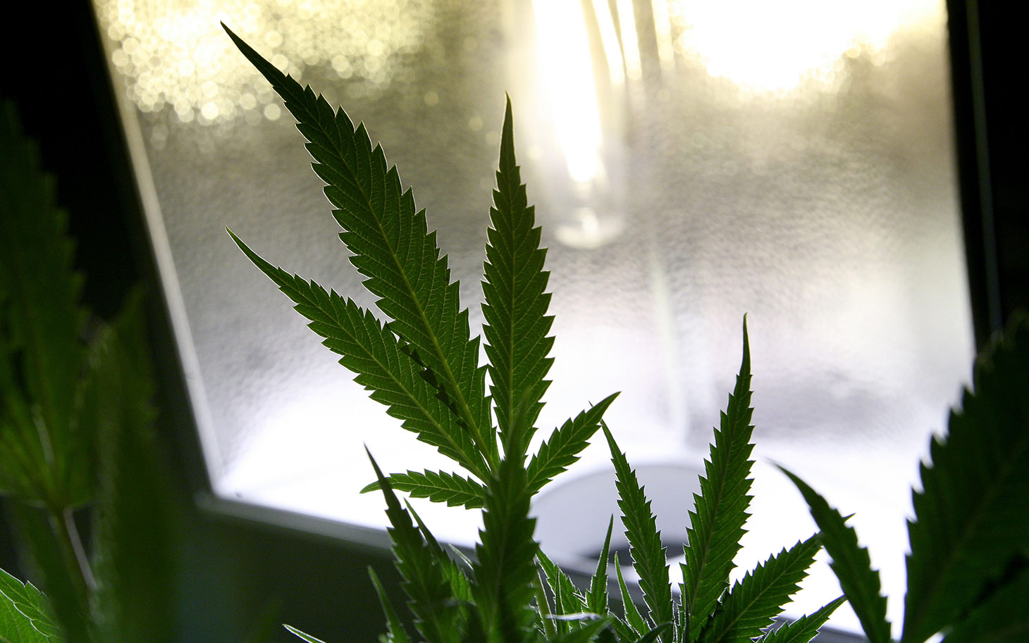 Puration Inc (OTCMKTS:PURA) A Breakout Play On Growing EVERx CBD Sales