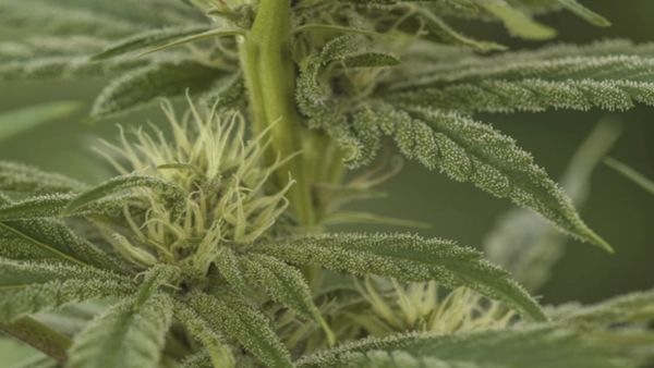 Northsight Capital Inc (OTCMKTS:NCAP) Still A Long Way To Go