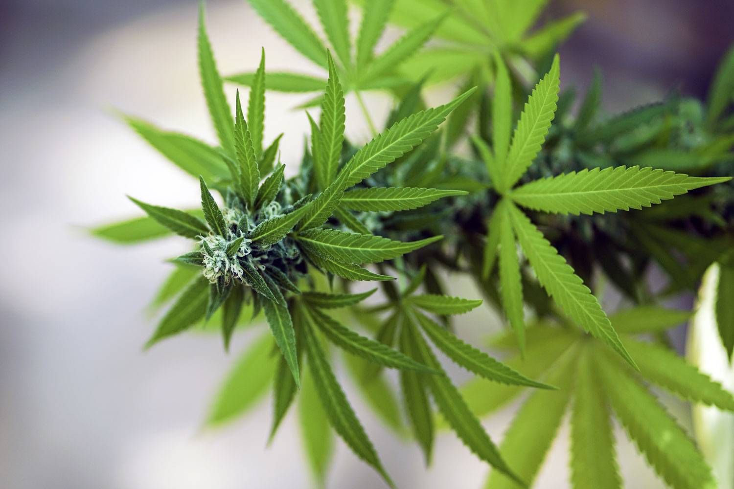 Golden Leaf Holdings Ltd (OTCMKTS:GLDFF) Under Pressure