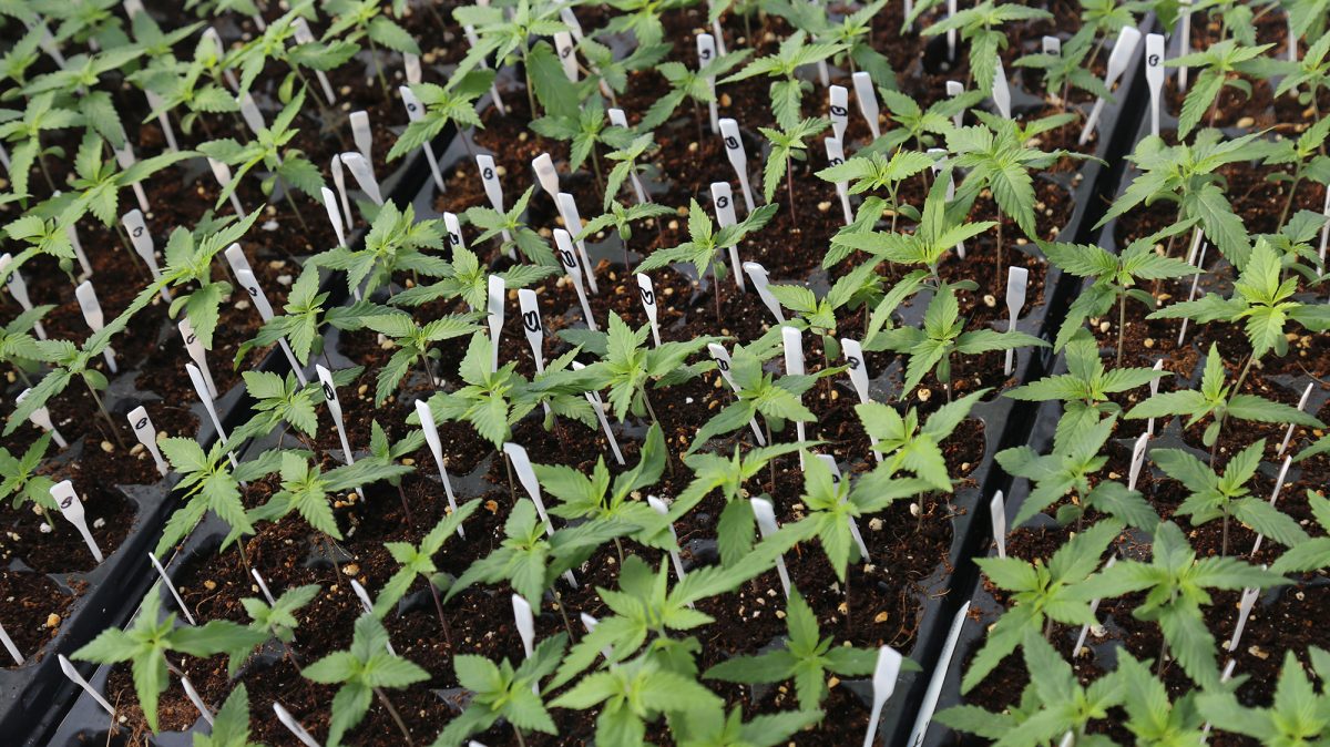 Choom Holdings Inc (OTCMKTS:CHOOF) A Potential Breakout Play