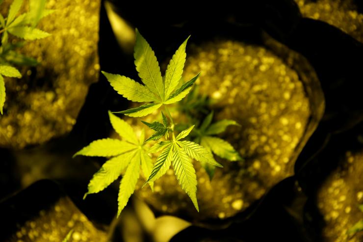 PotNetwork Holdings Inc (OTCMKTS:POTN) Rises From The Dead ON Improved Outlook