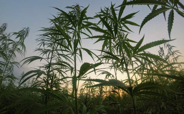 MariMed Inc (OTCMKTS:MRMD) A Buy After A Minor Correction