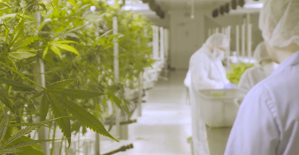 Harvest One Cannabis Inc (OTCMKTS:HRVOF) Acquisitions and 123% Top-Line Growth