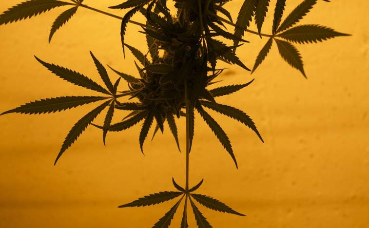 iAnthus Capital Holdings Inc (OTCMKTS:ITHUF) An Exciting Fundamental Investment