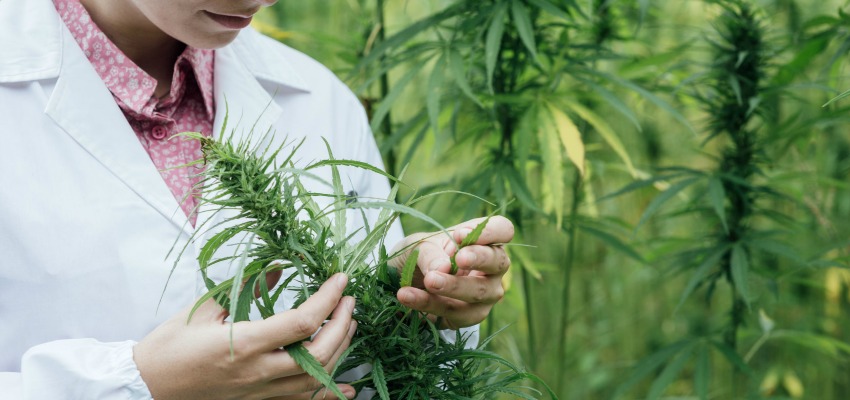 True Leaf Medicine International Ltd (OTCMKTS:TRLFF) Is A Buy On Sales Growth And Europe Expansion
