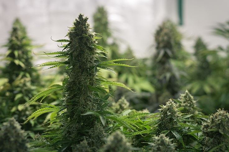 Cannex Capital Holdings Inc (OTCMKTS:CNXXF) A Buy On Dips