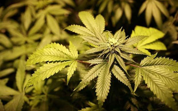 Surna Inc (OTCMKTS:SRNA) Under Pressure Ahead Of Shareholder Update