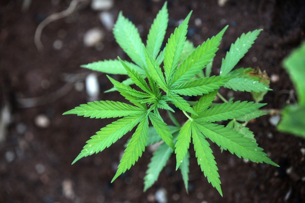 General Cannabis Corp (OTCMKTS:CANN) Bounce Is Inevitable